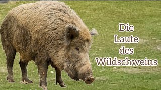 Die Geräusche des Wildschweins Tierlaute Tiergeräusche Wildschwein Grunzen LOVENATURE [upl. by Ileana774]