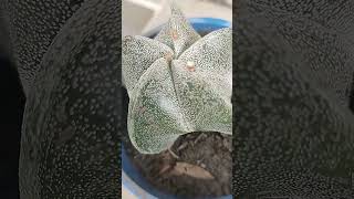 CACTUS 🌵 Astrophytum Myriostigma 🥰 cactusysuculentas cactus plants 🌹Hi 🌸Hola🌺 saludos 🌸🙋 [upl. by Jorgan]