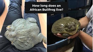 African Bullfrog  It Will Eat Everything In Its Path  Pet Frog  Quick Watch [upl. by Balliol]