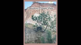 Walking Providence Canyon Flora [upl. by Tremaine954]