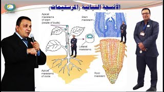 الأنسجةالنباتية أولاً المرستيمات meristems المحاضرة الثامنة الجزء الأول [upl. by Coffeng314]