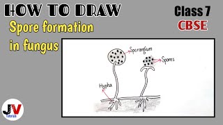 how to draw spore formation in fungushow to draw spore formation in rhizopus [upl. by Atselec]