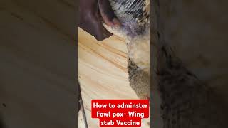 How to adminster Fowl pox Wing stab Vaccine [upl. by Cronin540]