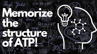 Biochemical Structure of ATP  MCAT [upl. by Aklim]