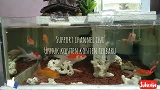 Undergravel filter  AquariumAquascape sejernih kristal [upl. by Augusto263]