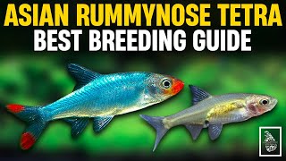 HOW TO BREED ASIAN RUMMY NOSE TETRAS  Asian Rummy nose Rasbora Breeding Guide  Serendib Aquatics [upl. by Bertsche]