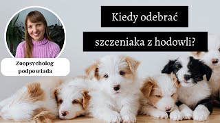 Kiedy odebrać szczeniaka z hodowli Co myślę o późnym odbieraniu psa z hodowli [upl. by Jenifer644]