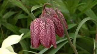 La FRITILLAIRE PINTADE une FLEUR REMARQUABLE  CULTURE et ENTRETIEN [upl. by Siuqaj]