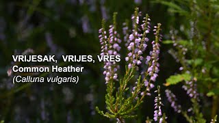 Vrijesak Vrijes Vres  Common Heather Calluna vulgaris  4K [upl. by Mancino]