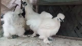 High quality silkies breeding set ytshortsindia fancyhen blackshamo whiteshamo foryou [upl. by Veriee]