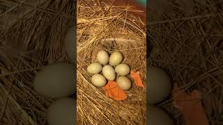 Zebra finch unfertilised egg 🥚  Finches eggs  birds bird eggs shorts youtubeshorts finches [upl. by Ellenhoj]