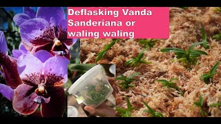 Deflasking vanda sanderiana or waling waling orchids [upl. by Nilla582]