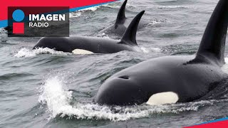 White Gladis la orca que armó una pandilla y empezó una revolución [upl. by Stambaugh529]