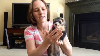 quotMy ferret wont eat treats What should I doquot [upl. by Eicart244]