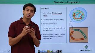 Reproduction in Flowering Plants  NEET  Fertilization  Part 1  Neela Bakore Tutorials [upl. by Wildon]