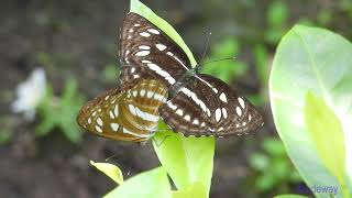 butterfly241000401p02npphaedyma columella mating 柱菲蛺蝶配對A002C02 [upl. by Wester]