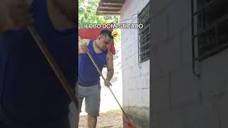 Lobo domesticado humor minavlog videos shorts [upl. by Yrrad561]