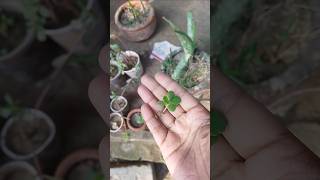 How to propagate Mother Of Thousands Plant 🍀🍀shortsyoutubepropagatereuseteacupgreenminiplant [upl. by Adlev]