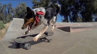 Ultimate Skateboarding Dog Compilation [upl. by Ataymik375]