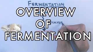 Overview of Fermentation  Lactic Acid amp Alcoholic Fermentation [upl. by Aker]