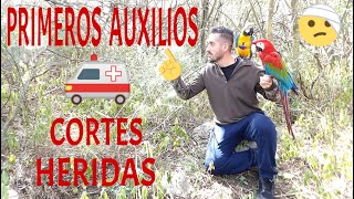 🚑 LOROS con CORTES  HERIDAS O HEMORRAGIAS 👉¿Cómo se debe de actuar PRIMEROS AUXILIOS 🏥 [upl. by Pelage]