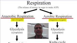 Anaerobic vs Aerobic Respiration [upl. by Atineg309]