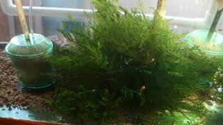 Select Aquatics Presents  P velifera and Initial Tank Setup [upl. by Ubana]