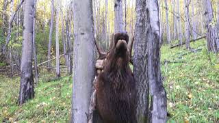 Viral Two Trees Stop 40 mph Bull Elk Instantly [upl. by Ahselef]