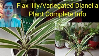 Flax lillyVariegated Dianella Plant 🌱Care fertilizer Complete Info [upl. by Airet]