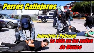 Perros Callejeros Pelicula Completa cinemexicano cinelatino peliculasmexicanas [upl. by Najtsirk620]