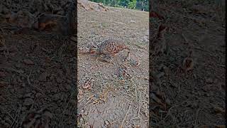 Female partridge Feeding chicks shortfeed birdshorts teetar [upl. by Jesher233]