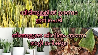 തീർച്ചയായും ഇത് നിങ്ങൾ അറിഞ്ഞിരിക്കണം snake plant care in Malayalam [upl. by Aehsel]