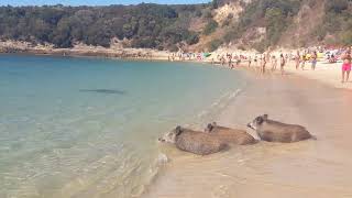 Arrábida  javalis na praia dos galapos [upl. by Yduj]