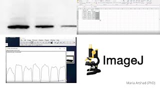 western blot Data analysis for protein quantification imagej Part 2 [upl. by Anilrats]