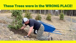 TRANSPLANTING ARBORVITAE  Hillside Plantings [upl. by Aenil]