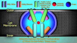 The Mechanism of Prozac  HD [upl. by Mancino]