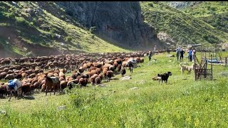 KOYUNLARLA KUZULARI BİRBİRİNDEN AYIRDIK  YILIN İLK SÜTÜ SAĞILDI [upl. by Kathrine]