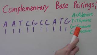 Complementary Base Pairings  DNA  How to find Complementary Base Pairing for DNA [upl. by Clie79]