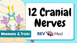 Cranial Nerves Only Video You NEED MUST WATCH [upl. by Ris]