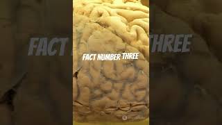 🧠 Top 5 Fun Brain Facts 🤯 Learn something new in 60 seconds BrainFacts funfacts [upl. by Dayle]