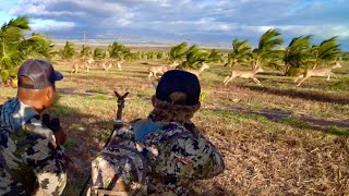 These DEER Almost Ran Us Over Dream Vacation Hunt 🔥 [upl. by Bridgette409]