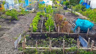 Medicinal Allotment Fruit Tour Only  June 2024 [upl. by Libb]