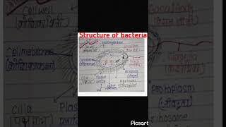 Structure of bacteria vickysharma333jivanu ki sanrachna🦠🦠🦠🦠🦠 class 9 biology jivanu ki sanrachna [upl. by Holtorf259]