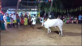 salageruthu kambalathunayakkar devarattam udumalaipet udumalpet traditional [upl. by Eilsew]