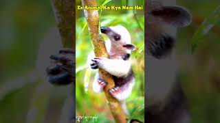 Anteater Animal VoiceAnteater Sounds shortvideo AnimalVoice [upl. by Ingemar]