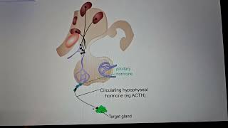 hypothalamus Regulatory Hormones [upl. by Normac741]