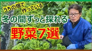 うちの野菜で冬の間ずっと採れる野菜7選 家庭菜園 葉物野菜 冬野菜 [upl. by Cralg]