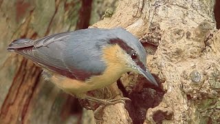 Nuthatch in the garden [upl. by Askari468]