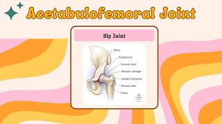 Hip Anatomy with NPTE Musculoskeletal Practice Question [upl. by Zakaria]