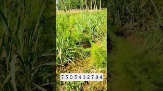 किसान का नया मॉडल  Mixed Cropping  MultipleCropping [upl. by Nauqahs355]